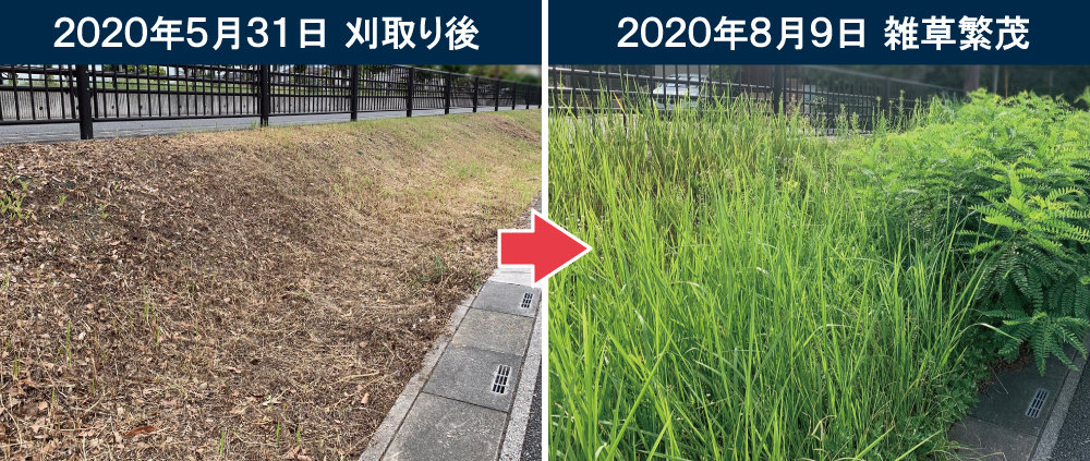 従来工法である刈取り作業後の様子