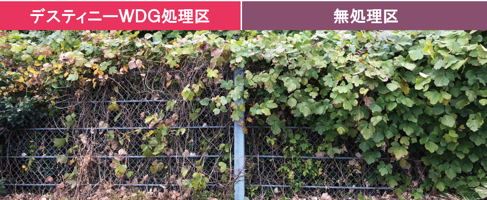 デスティニーWDGのクズへの効果