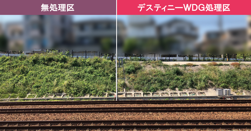 定期的なデスティニーWDGの施用でフェンスのクズの手刈作業ゼロを実施