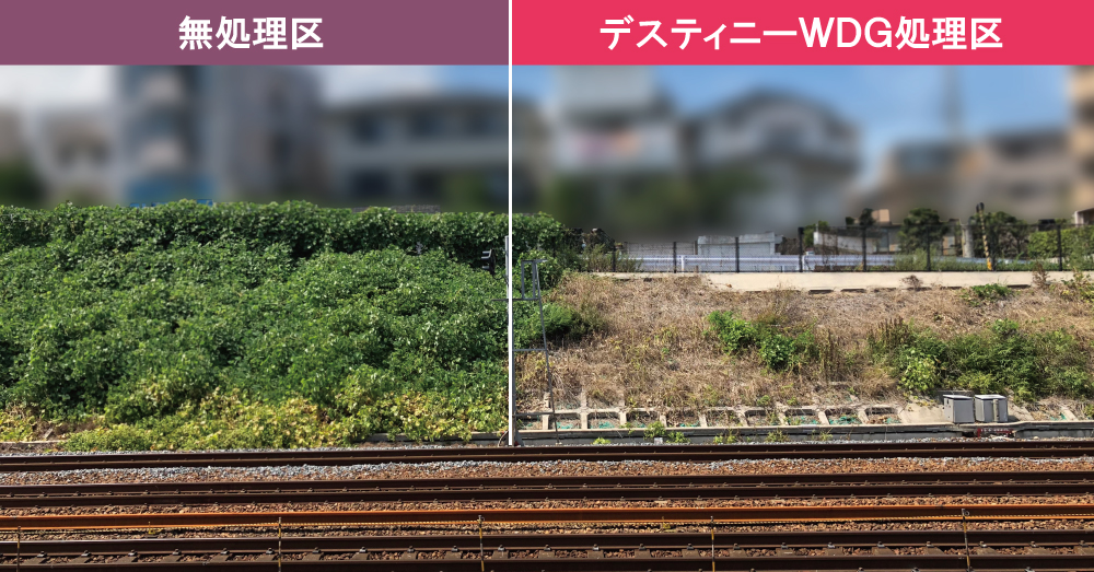 定期的なデスティニーWDGの施用でフェンスのクズの手刈作業ゼロを実施