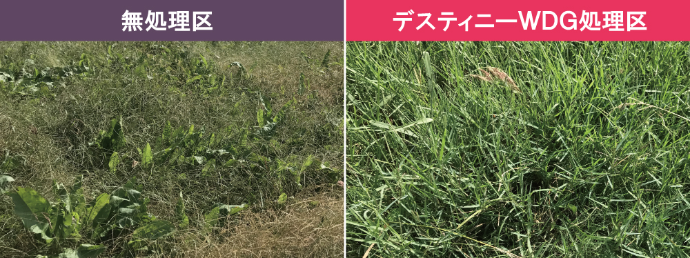 広葉雑草を抑えギョウギシバ優先へ