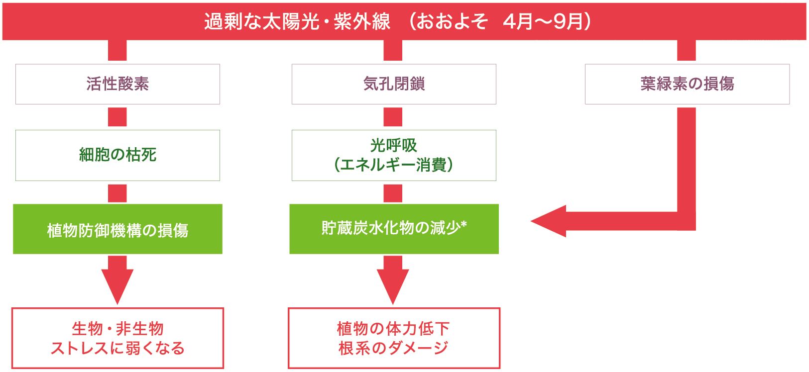 紫外線がベントグリーンに及ぼす悪影響のメカニズム