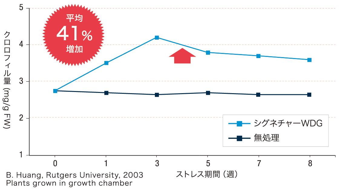 クロロフィル量の増加
