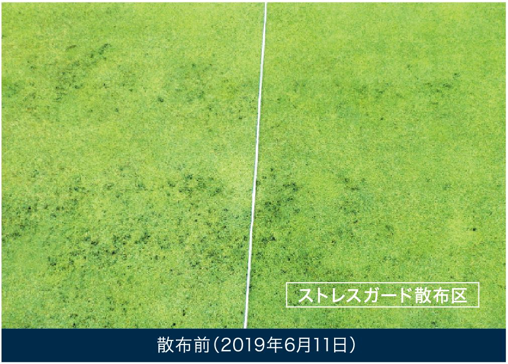 プロテクメート+ダコニール散布前（2019年6月11日）
