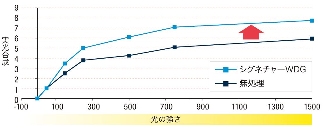 光合成能力