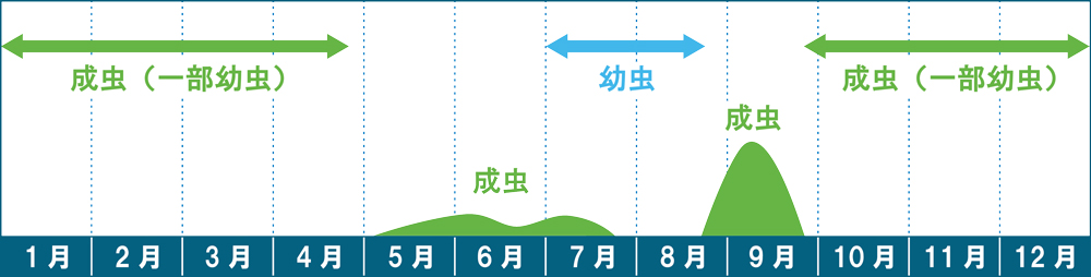 コイチャコガネの発生消長