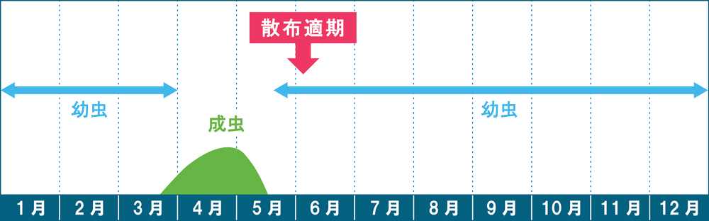 ウスチャコガネ