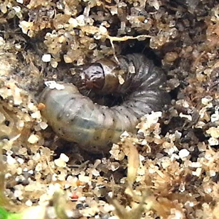 シバツトガ幼虫
