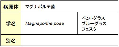 サマーパッチ