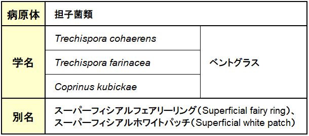 白葉腐病（ホワイトパッチ）
