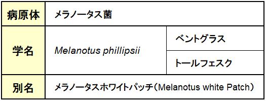 灰白色葉枯症（ホワイトブライト）