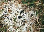 雪腐病 20-6