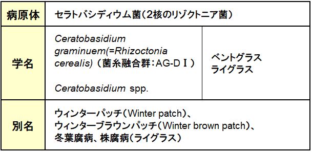 疑似葉腐病（イエローパッチ）