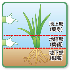 炭疽病の主な菌の生息部位