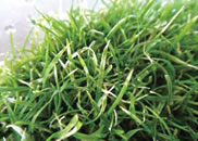 細菌病 7-10