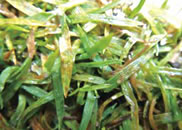 細菌病 7-3