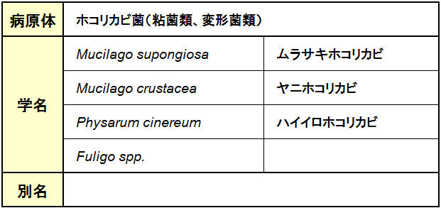 ほこりかび病