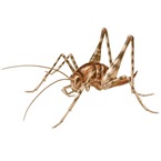 カマドウマ