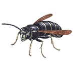 クロスズメバチ
