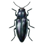 クロタマムシ