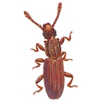 ノコギリヒラタムシ