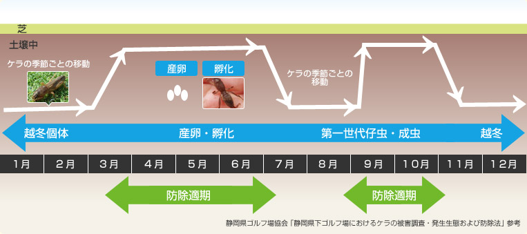 ケラの1年間の行動パターン