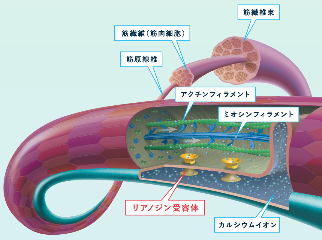 ジアミド系殺虫剤の作用機構