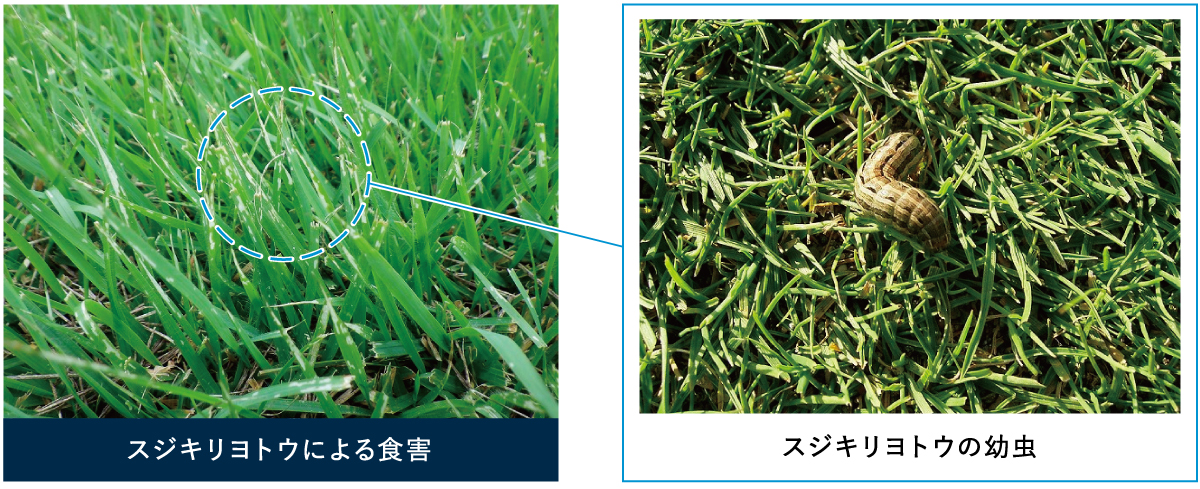 スジキリヨトウによる食害