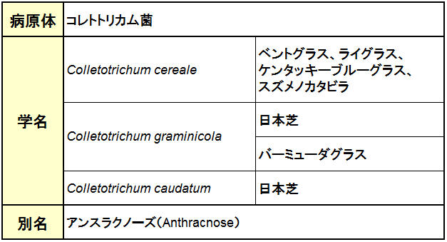 炭疽病