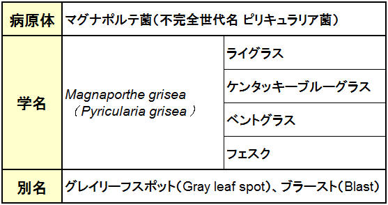 いもち病