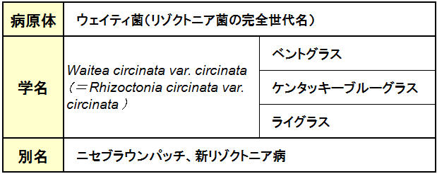 ブラウンリングパッチ