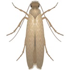 Clothes Moth