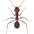 Meat Ant