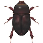 African Black Beetle - Bayer Australia