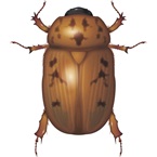Argentinian Scarab - Bayer Golf Management