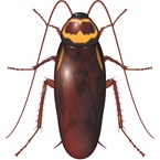 australian cockroach - environmental science - australia