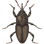 billbug
