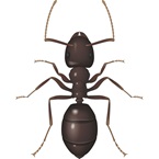 Black Ant - Bayer Pest Control