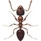 Black House Ant - Bayer Pest Control