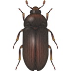 Hide and Larder Beetle - Bayer
