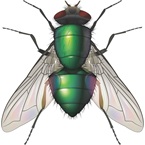 Blowfly - Pest Control - Bayer