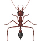 Bulldog Ant - Bayer Pest Control