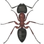 Camponotus (formica carpentiere)