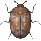 Carpet Beetle - Bayer Pest Control