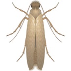Clothes Moth - Stored Product Pest - Bayer