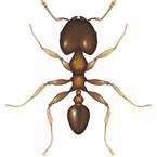 Coastal Brown Ant - Bayer Pest Control