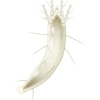Couchgrass Mite - Bayer - Golf Management