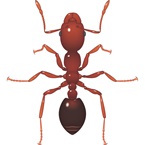Fire Ant / Red Imported Fire Ant - Bayer Pest Control