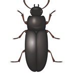 Flour Beetle - Stored Product Pest - Bayer