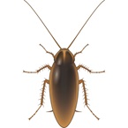 German Cockroach - Bayer Pest Control